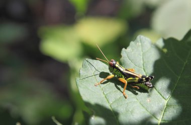 siyah ve yeşil çekirge