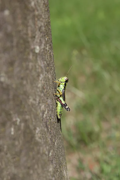 Saltamontes amor podisma (sub) alpina —  Fotos de Stock