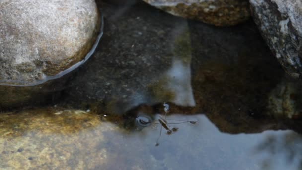 Wasserläufer — Stockvideo