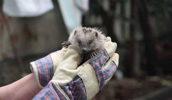 Igel — Stockfoto