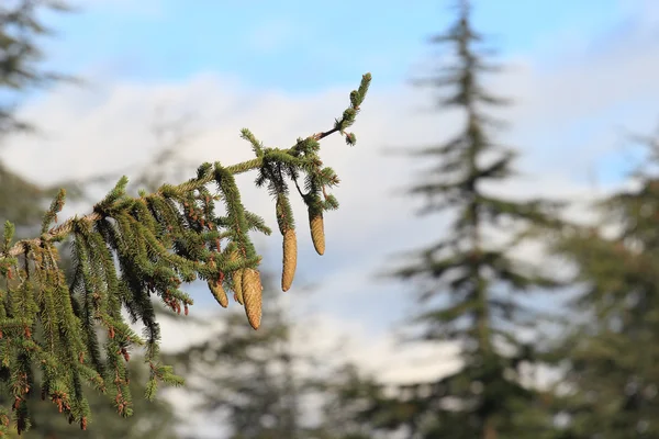 Pine cones — Stock Photo, Image