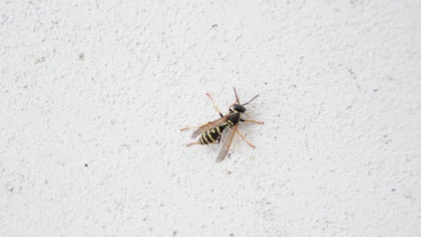 Wasp on a white wall — Stock Video