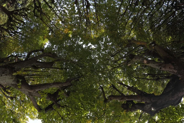Prospettiva alberi — Foto Stock