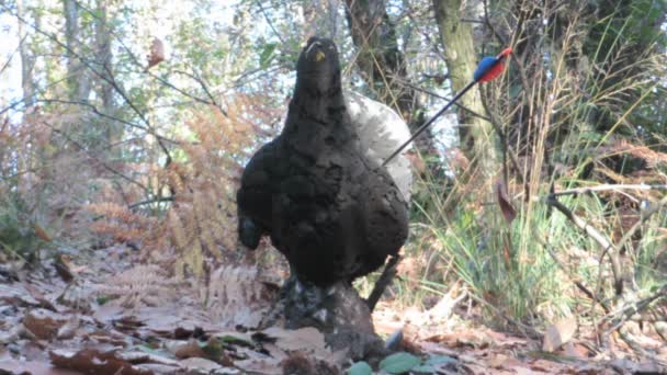 Arrows hitting capercaillie target — Stock Video