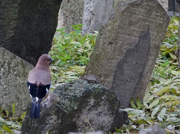 Eurasian Jay — Stock Photo, Image