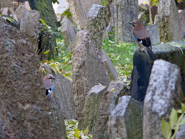 Zwei eurasische Eichelhäher auf dem jüdischen Friedhof, Prag — Stockfoto