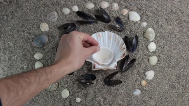 Sea shells over a sand background — Stock Video