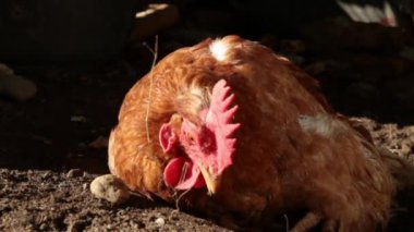 toz tavuk closeup banyo