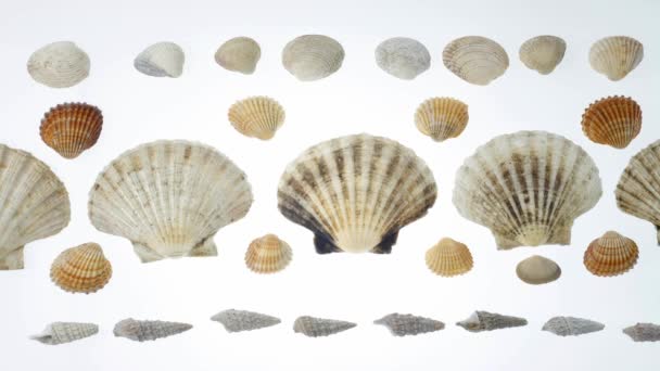 Sea shells over a sand background — Stock Video