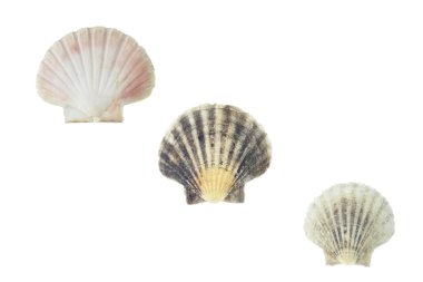 pecten jacobaeus deniz kabuklu yumuşakça kabuğu