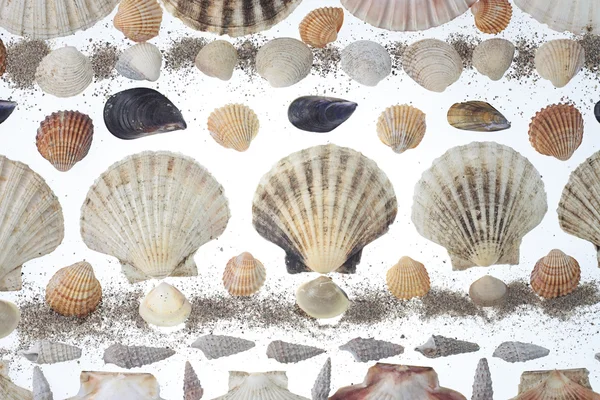 Sea shell — Stock Photo, Image