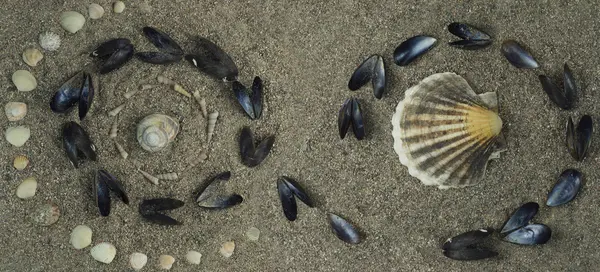 바다 식품 조개 — 스톡 사진