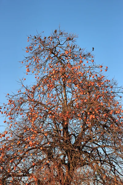 Hurma ağacı — Stok fotoğraf