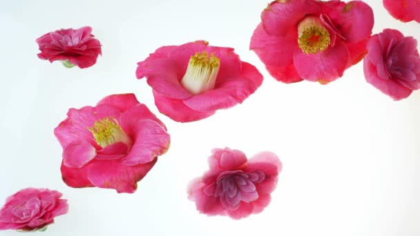 Fiori di camelia che cadono sul bianco, animazione stop motion — Video Stock