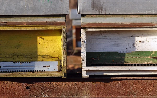 Colónia de abelhas — Fotografia de Stock