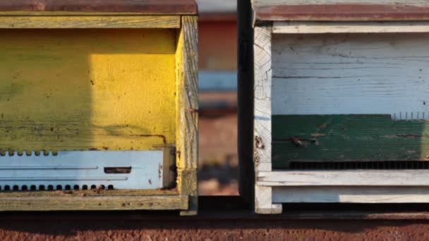 Med včelí úly — Stock video