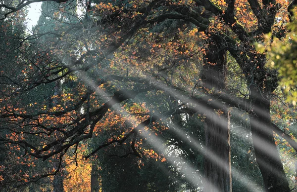 Herfst bos — Stockfoto