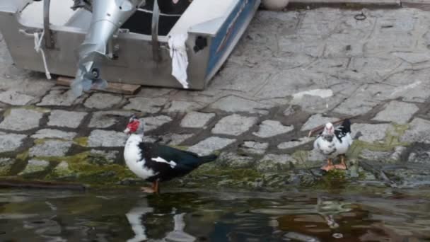Dos patos en la orilla — Vídeo de stock