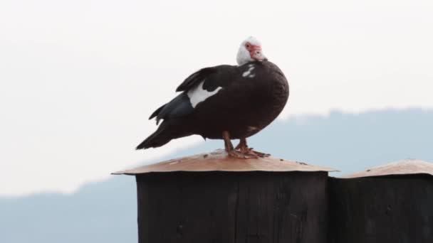 Divoká kachna na vraku — Stock video