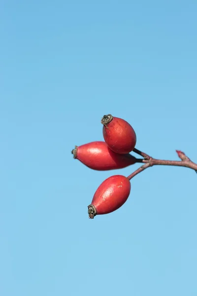 Cane rosa frutta — Foto Stock