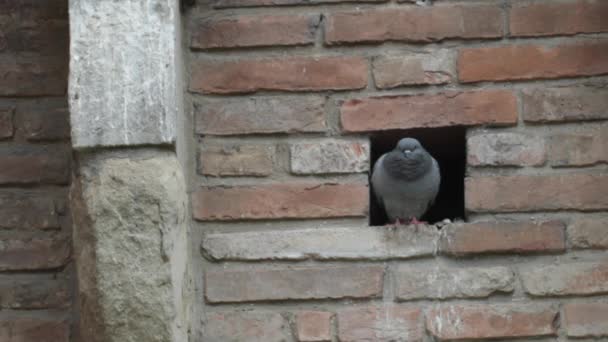 Güvercin içinde ev — Stok video