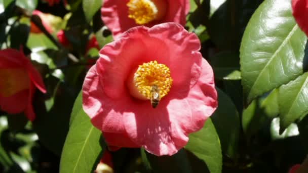 Abeja y flor — Vídeos de Stock