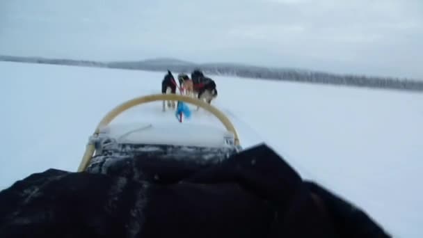 Cani da slitta nelle corse di velocità — Video Stock