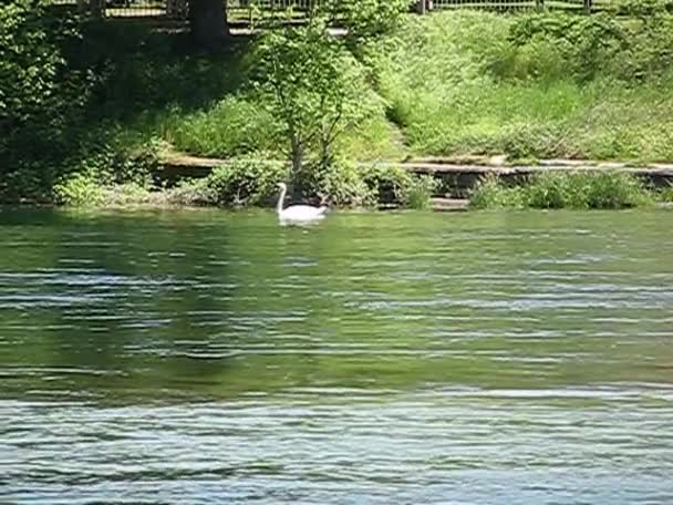 Cisne en un arroyo — Vídeos de Stock