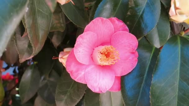 Camellia plant pink flower — Stock Video