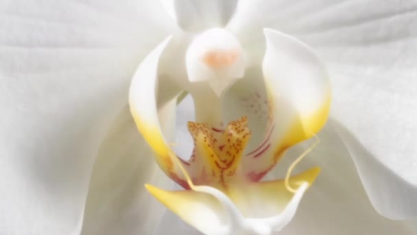 Orchidea bianca — Video Stock