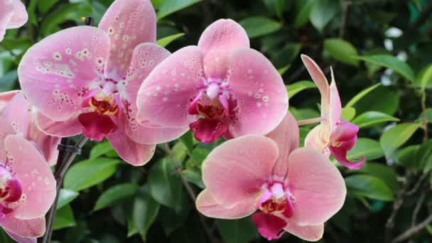 Roze orchideeën — Stockvideo