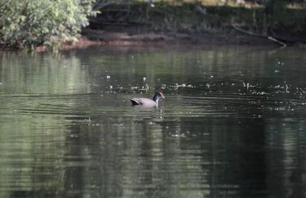 Gallinula chloropus — Stock fotografie