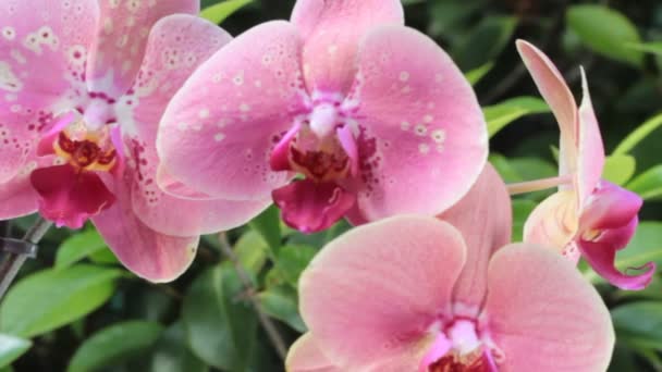 Orquídeas rosadas — Vídeos de Stock