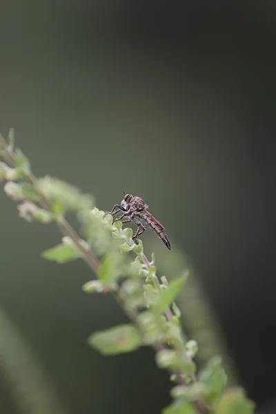 Insect gad paard fly — Stockfoto