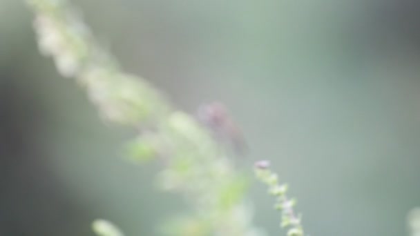 libellule sur une plante
