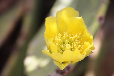 opuntia ficus-indica çiçek