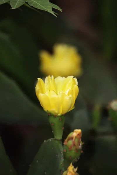 Flor Opuntia ficus-indica — Fotografia de Stock