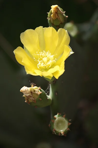 ウチワ サボテン - サボテンの花 — ストック写真