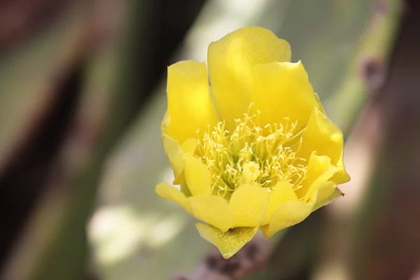 Flor Opuntia ficus-indica — Fotografia de Stock