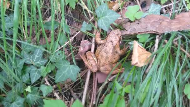 Κοινό Βάτραχος Rana Temporaria Ευρωπαϊκό Κοινό Καφέ Βάτραχος Κρύβεται Στο — Αρχείο Βίντεο