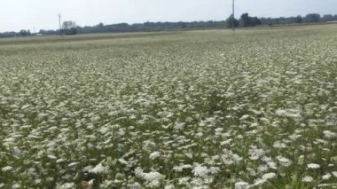 Achillea millefolium, tarlada çiçek açan sıradan bir kiraz kuşu. 