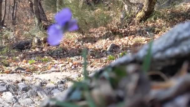 Μοβ Λουλούδι Ανθοφόρο Φυτό Viola Reichenbachiana — Αρχείο Βίντεο