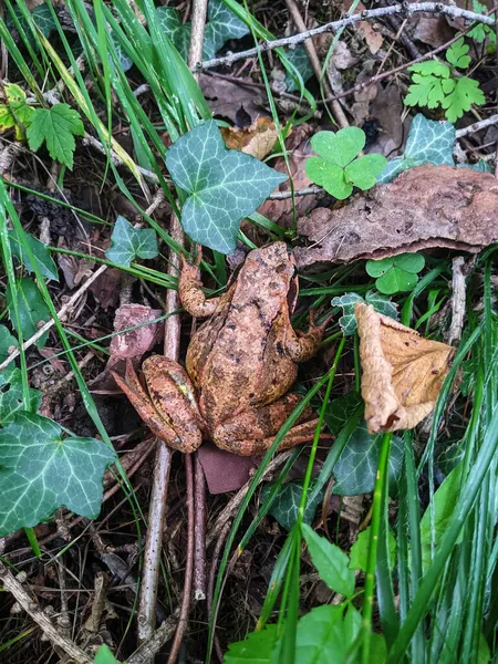 Broasca Comună Rana Temporaria Broasca Comună Europeană Care Ascunde Iarbă — Fotografie, imagine de stoc