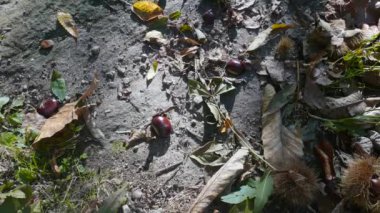 Dağın yamacında kestane meyveleri topluyorum.