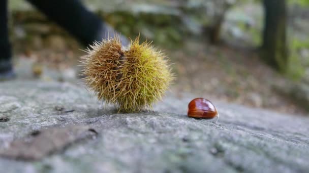 Frutta Castagno Dalla Bava Sul Sentiero Montagna — Video Stock