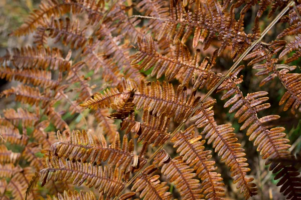 Autumn Fern Colorful Fronds Forest — Stock Photo, Image