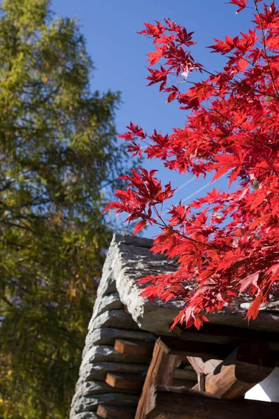 Bordo Vermelho Deixa Contra Céu Azul Com Telhado Pedra Cabana — Fotografia de Stock