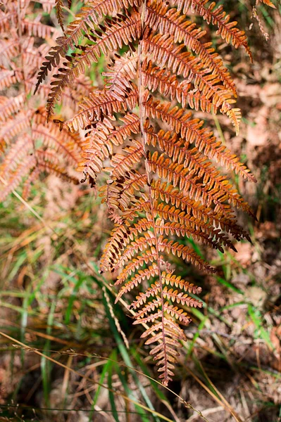 Helecho Otoñal Frondas Coloridas Bosque — Foto de Stock