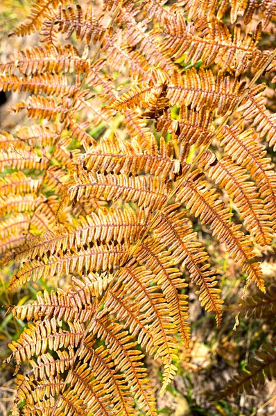 Autumn Fern Colorful Fronds Forest — Stock Photo, Image