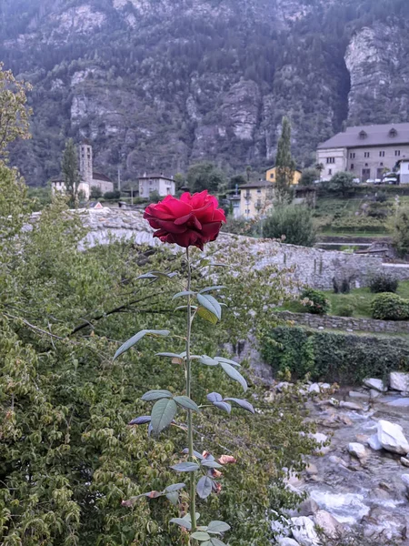 Rosa Rossa Nel Centro Storico Giornico Nel Canton Ticino Svizzera — Foto Stock